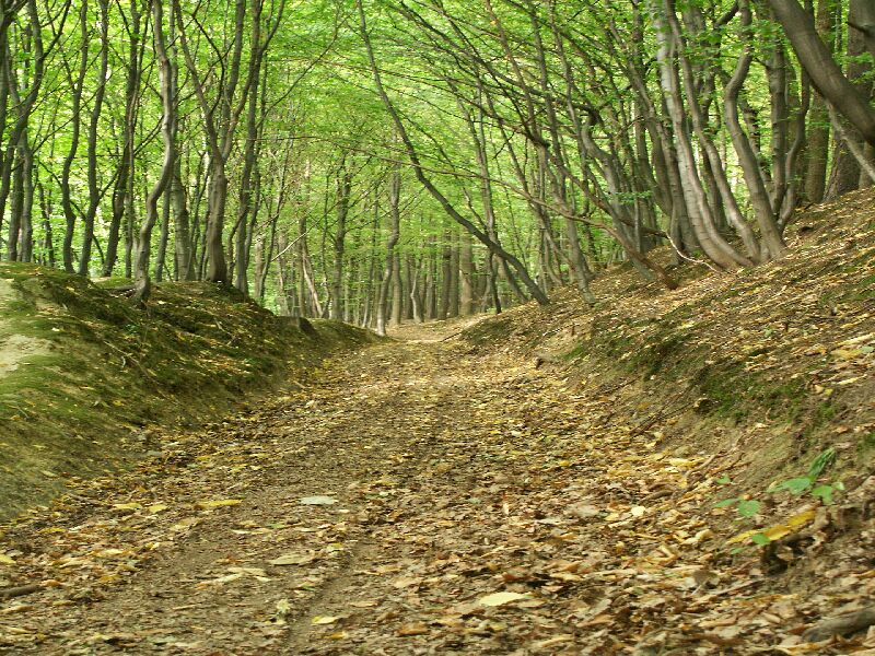 9. Lato w strzyzowskich lasach.jpg - Okoliczny las.